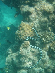 sea snake on the reef nuku'alofa taken with olympus 720 by Trevor Byett 
